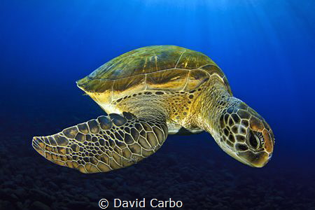 Green turtle by David Carbo 