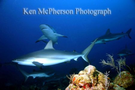 Rotan Shark Dive by Ken Mcpherson 