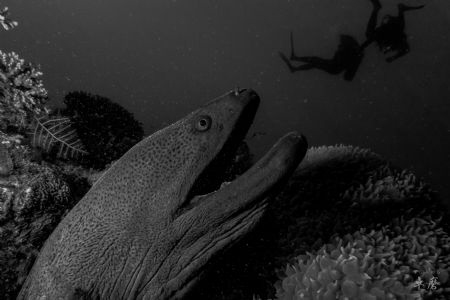Rescue that diver!
Moray eel and divers - Mayotte

Pic... by Takma Lherminier 