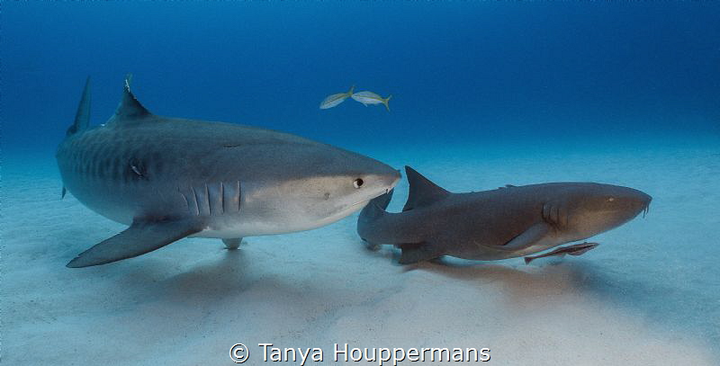 I've Got Your Back
A tiger and nurse shark at Tiger Beac... by Tanya Houppermans 