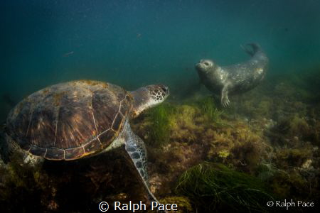 A curious harbor seal plays with a green turtle in San Di... by Ralph Pace 