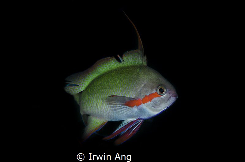 A G G R E S S I V E 
Male Threadfin Anthias (Nemanthias ... by Irwin Ang 