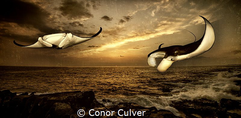 "Last Rays of the Day" Manta Rays are now listed as vulne... by Conor Culver 