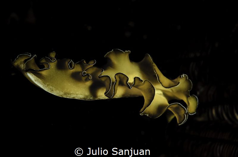 planaria in night dive by Julio Sanjuan 