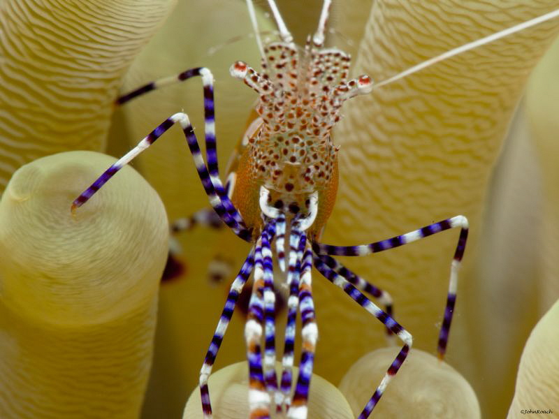 Spotted Cleaner Shrimp Taken with my friend Kent from BC ... by John Roach 