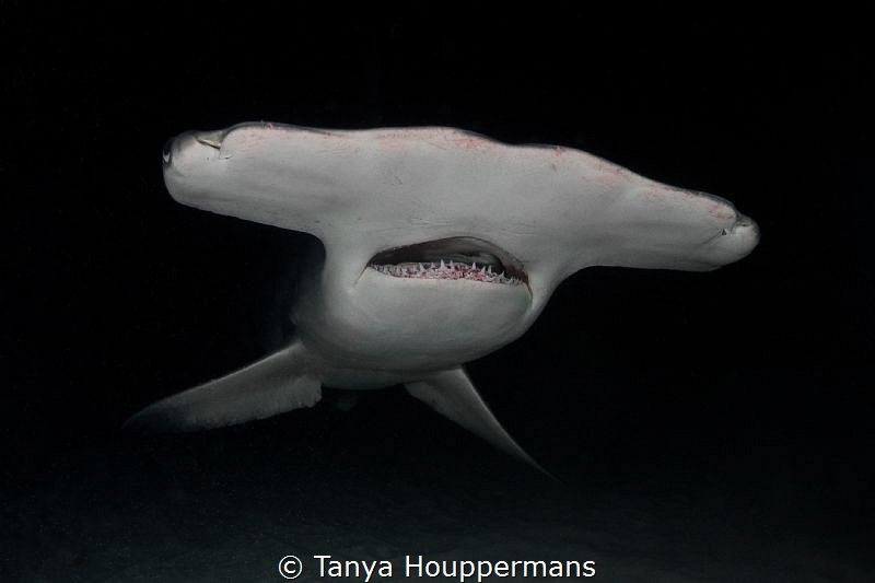 Alien Encounter
The Great Hammerhead shark is one of the... by Tanya Houppermans 