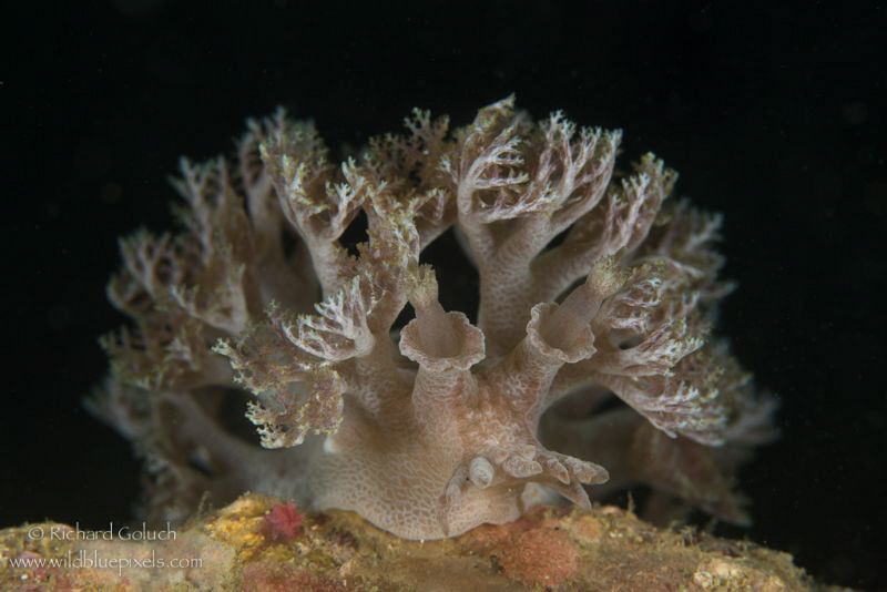 Marionia sp.-Anilao,Phillippines by Richard Goluch 