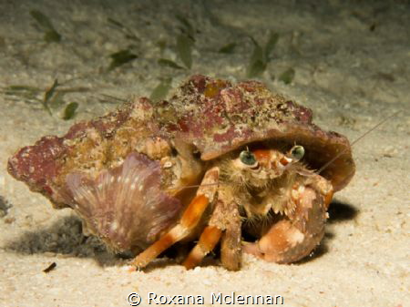 Gorgeous hermit crab encountered on a night dive next to ... by Roxana Mclennan 