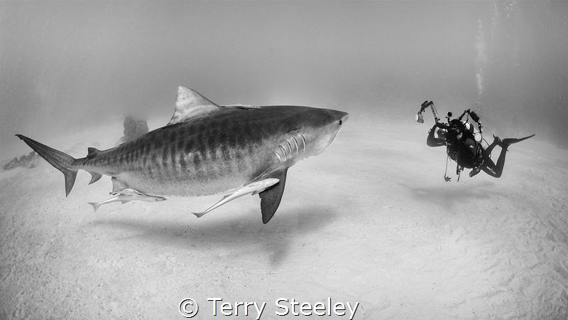 'Taking care of business.'
—
Subal underwater housing, ... by Terry Steeley 