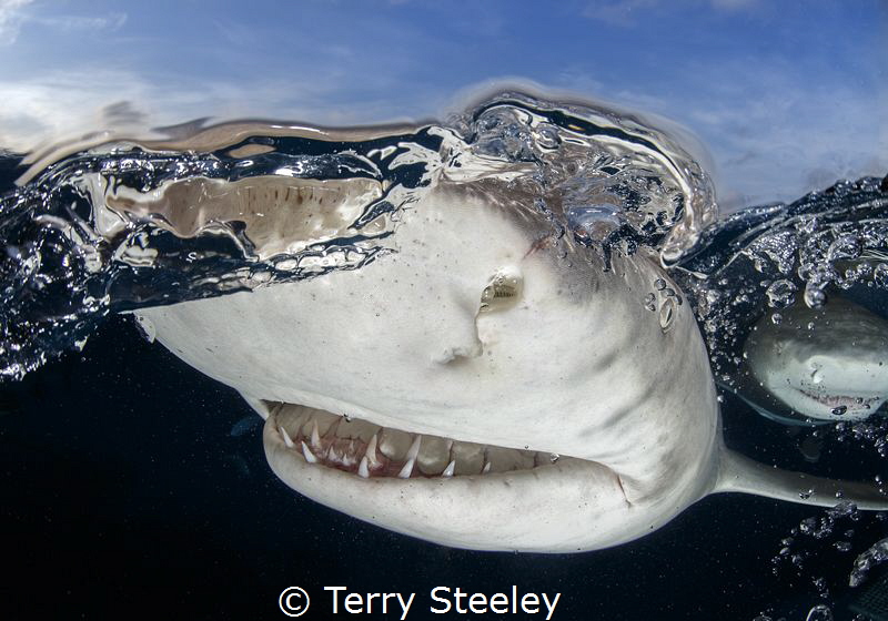 'Lemon shark split'
—
Subal underwater housing, Canon 1... by Terry Steeley 