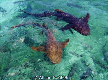 Nurse Sharks near Caye Caulker, Belize by Alison Ranheim 