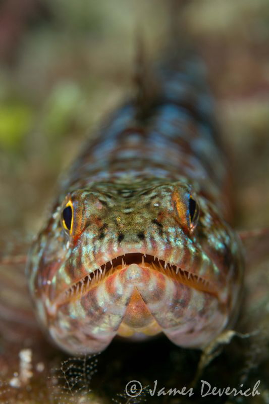 Lizard Fish by James Deverich 