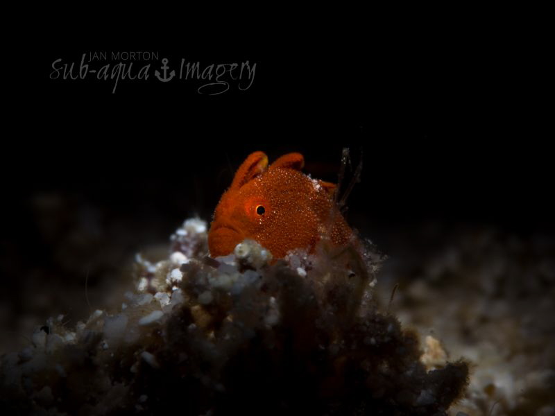 King of the Castle
Single Juvenile Frogfish sitting on a... by Jan Morton 