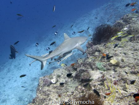 grey reef shark @ fish head (Maldives) by Heiko Schymocha 