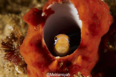 Blue-lined Sabertooth Blenny 
was taken at the depth 30m... by Melriansyah Df 