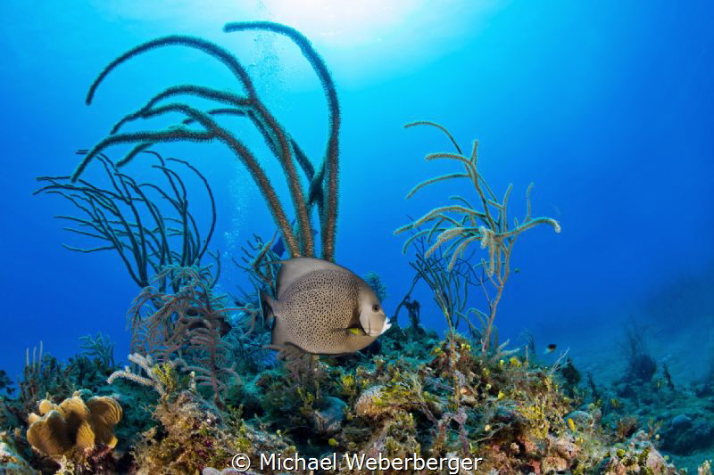 French Angelfish (Pomacantus Paru ) on tiger beach by Michael Weberberger 
