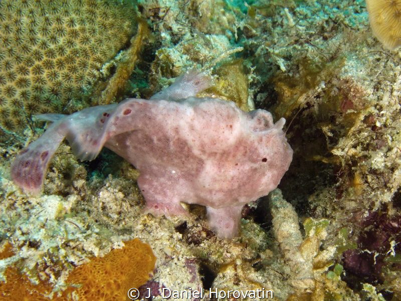 A pink frogfish waits patiently with its baited lure in a... by J. Daniel Horovatin 