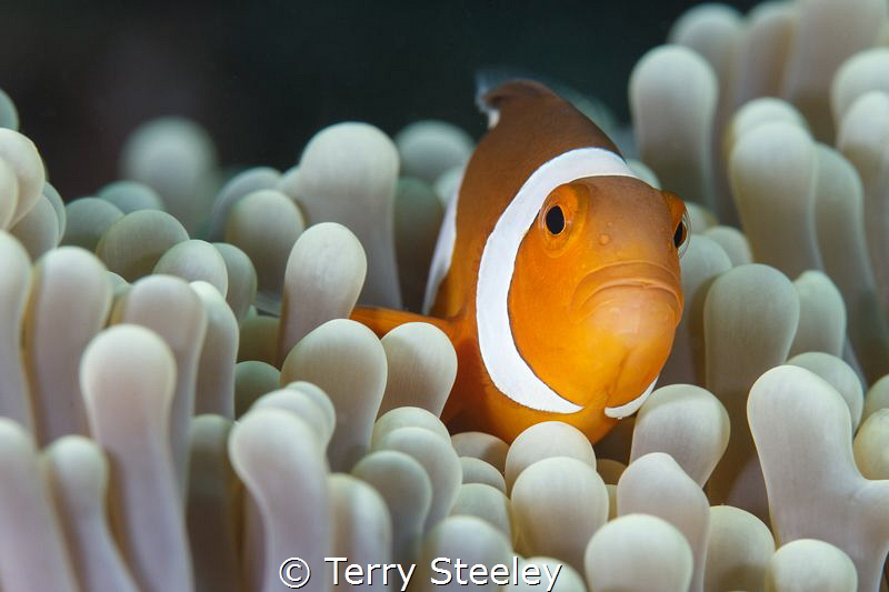 'Finding Nemo in Raja Ampat'
—
Subal underwater housing... by Terry Steeley 