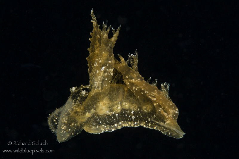 Ghost Melibe-Melibe engeli on a night dive-Anilao,Phillip... by Richard Goluch 