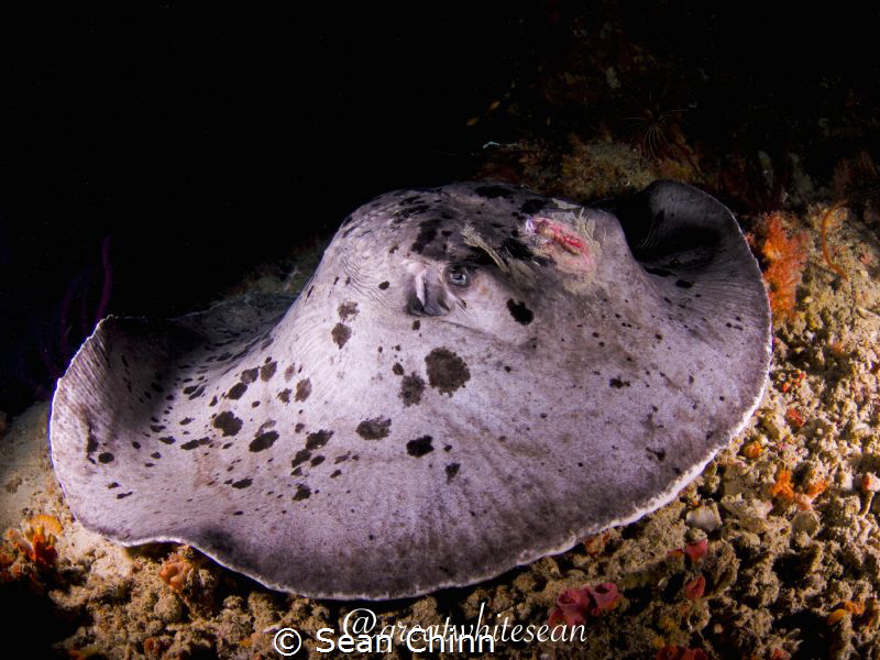 Scarface. Marbled Ray with what looks to be a propeller s... by Sean Chinn 