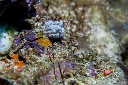 Left hand side is solar nudibranch and right below is min... by Taco Cheung 