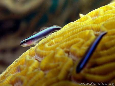 Neon Gobies share a trait with a cousin called the Sharkn... by Zaid Fadul 