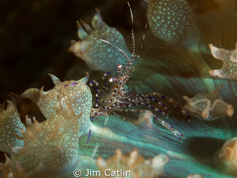 'Alien Landscape' - spotted cleaner shrimp on warty coral... by Jim Catlin 