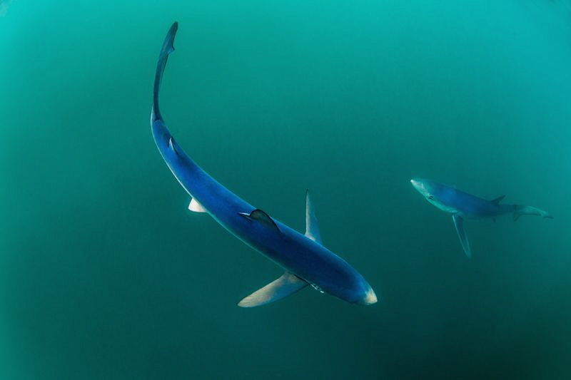 Beautiful Blues - Cornish Blue Sharks by Paul Colley 