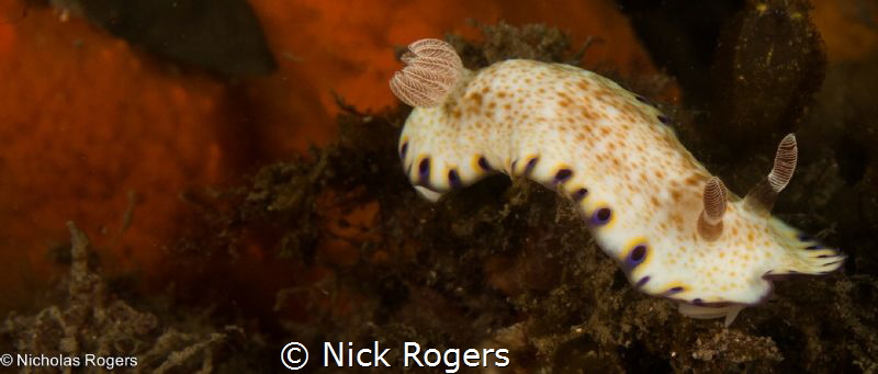 Gold-Spotted Chromodoris by Nick Rogers 