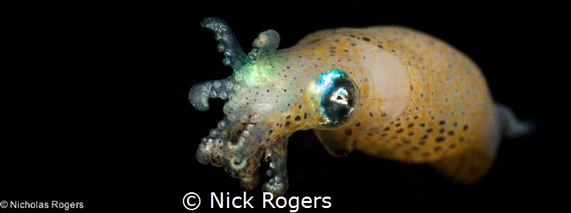 Yellow Pigmy squid (loliolus noctiluca) Black water diving! by Nick Rogers 