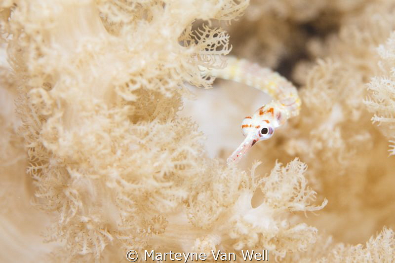 Pipefish in soft coral by Marteyne Van Well 