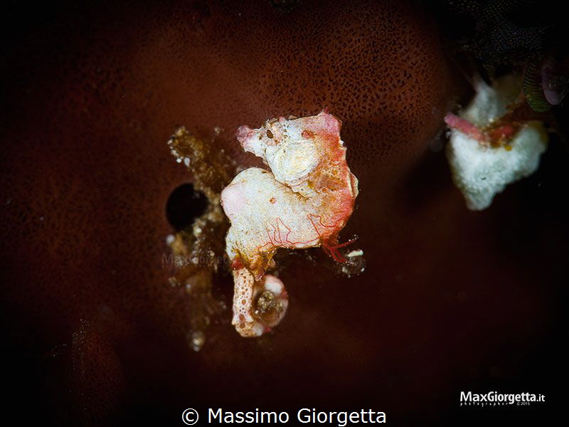 pigmy sea horse pontohi by Massimo Giorgetta 