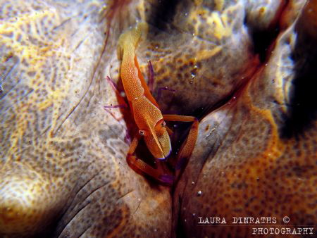 Imperial shrimp on prickled sea cucumber by Laura Dinraths 