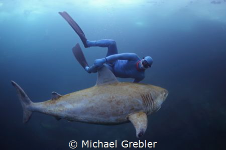 A free diver encounters the docile Canadian freshwater sh... by Michael Grebler 