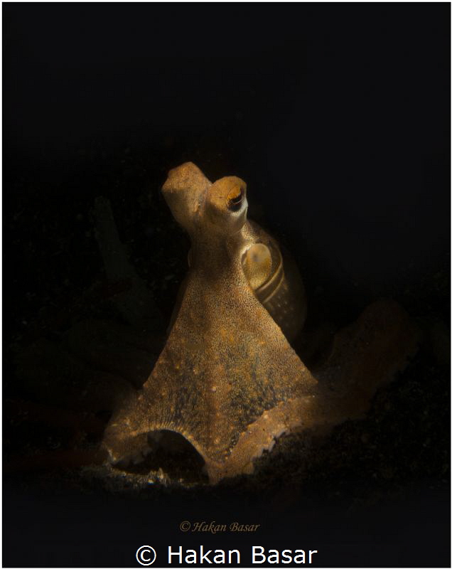 Long Arm Octopus - Lembeh Strait by Hakan Basar 