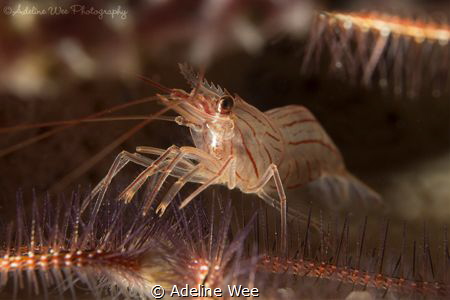 Hinge beak shrimp and brittle star, the protector and the... by Adeline Wee 