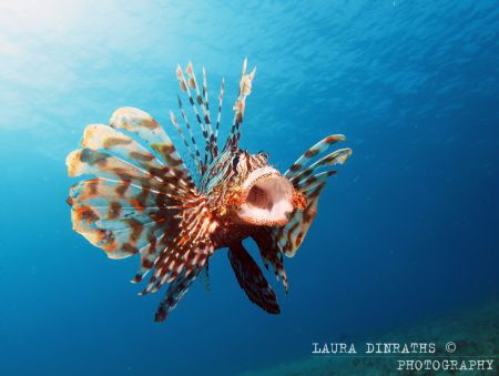 Pterois miles yawning by Laura Dinraths 