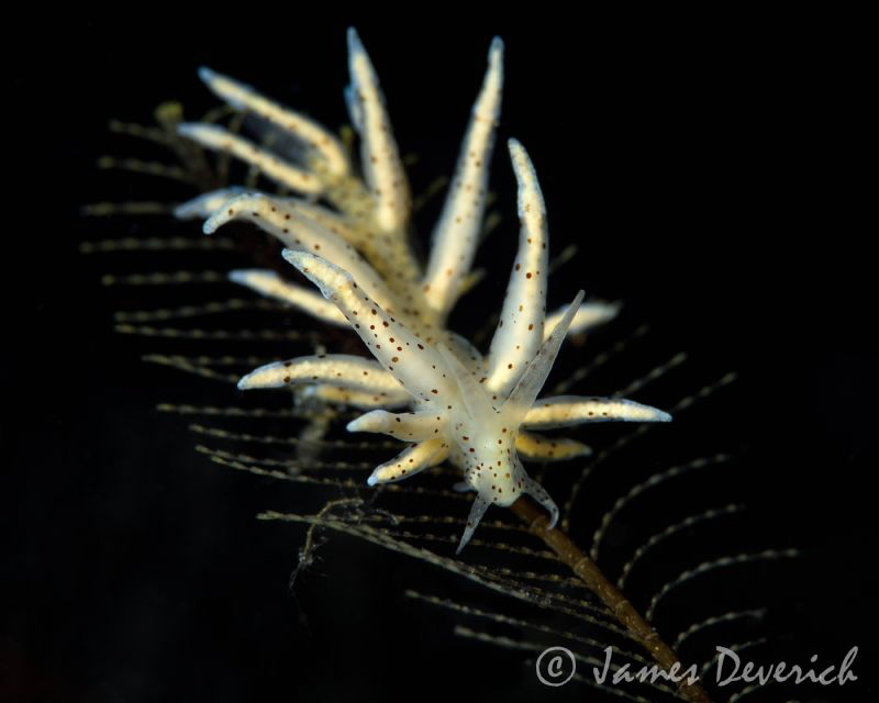 Eubranchus with skeleton shrimp by James Deverich 