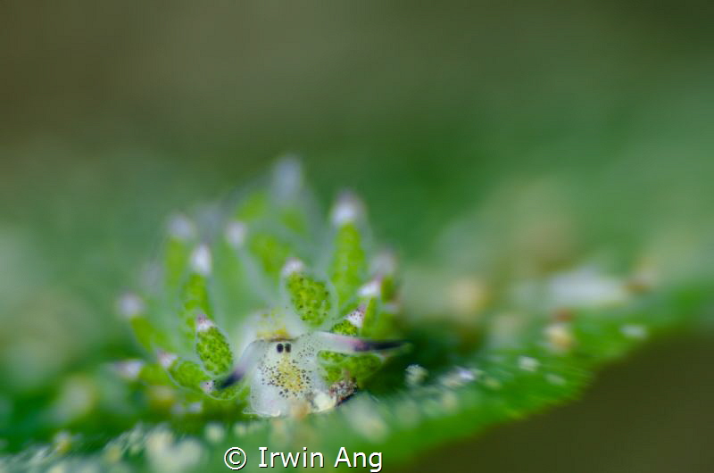 G R E E N . L A N D
Sea slug (Costasiella kuroshimae)
A... by Irwin Ang 