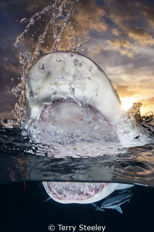 'Sunset split'
—
Subal underwater housing, Canon 1Dx, C... by Terry Steeley 