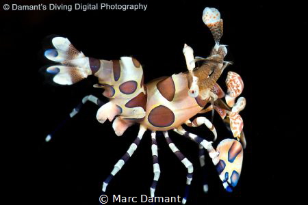 An amazing creature the Harlequin Shrimp is a riot of col... by Marc Damant 