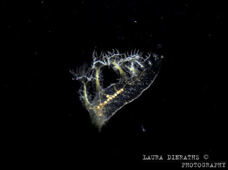 Melibe engeli nudibranch at night by Laura Dinraths 