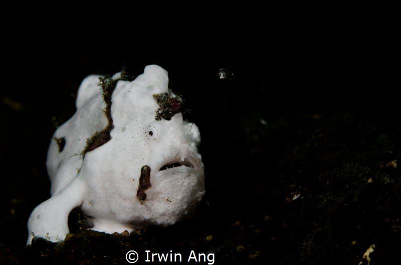 L U R E 
White warty frogfish (Antennarius maculatus)
A... by Irwin Ang 