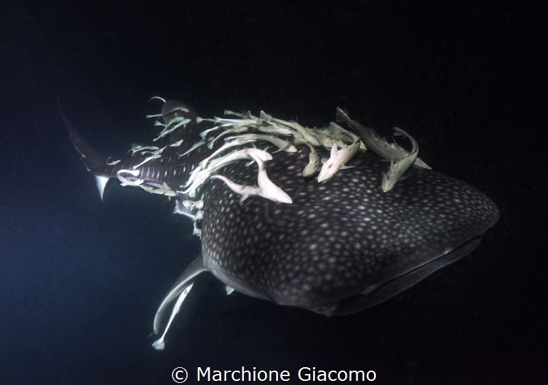 Whale Shark with remores
Nikop D800E, 17-35mmNikon by Marchione Giacomo 