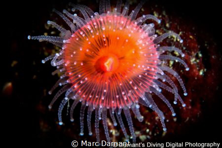 Strawberries all a glow! The Strawberry Anemone was in a ... by Marc Damant 