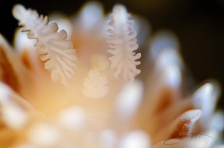 ~ A Closer Look ~
The rhinophores of either the Janolus ... by Geo Cloete 