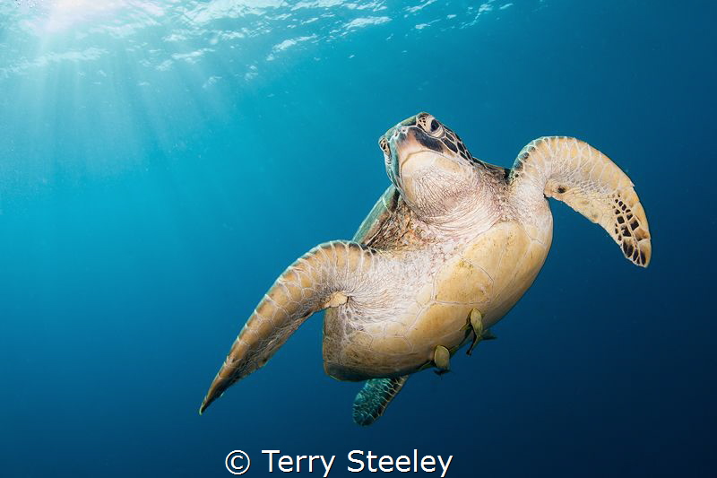 'Sea turtle' Atlantis Dive Resort, Dumaguete, Philippines... by Terry Steeley 