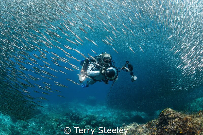 Diver swims through thousands of bait fish at Two Tree Is... by Terry Steeley 