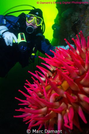 A Rose in the Emerald Sea! With the green sea above the l... by Marc Damant 