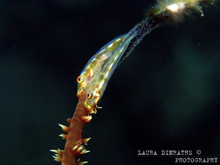 Whip coral gobies and eggs by Laura Dinraths 